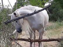 Yegua española torda