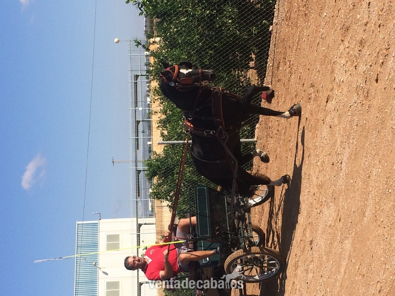 Caballos hackney holandes in 
