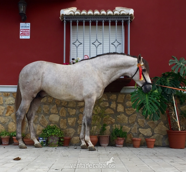 Vendo caballo tordo in 