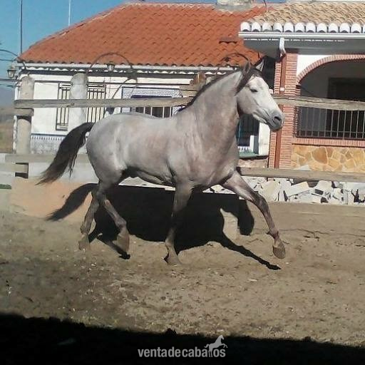 Pura Raza Española