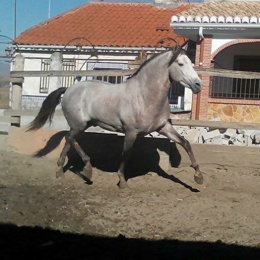 Pura Raza Española