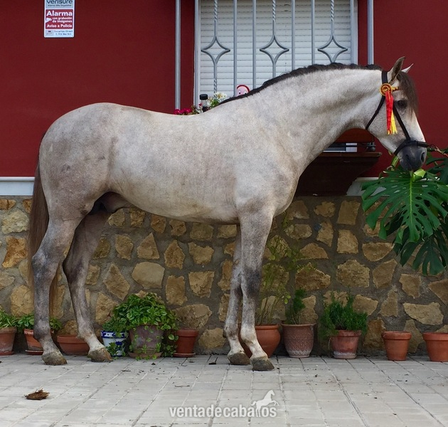 Caballos Pura Raza Española (P.R.E.) Pura Raza Española - Vendo caballo tordo