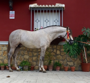 Vendo caballo tordo
