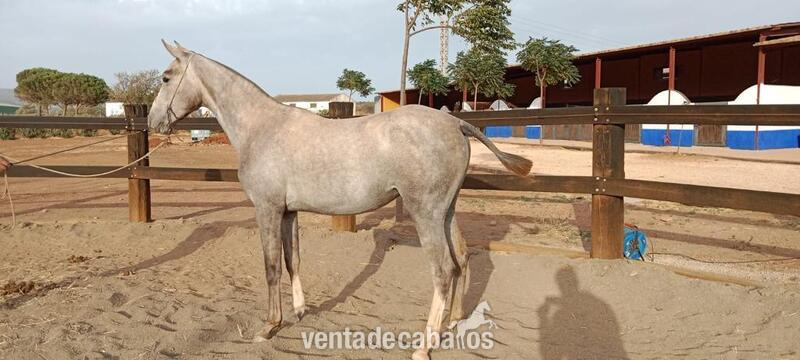 VENTA DE POTRA HISPANO-ÁRABE. CAMPEONA. in 