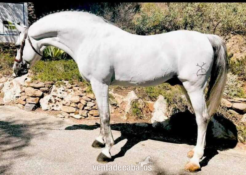 Hispano-Arabe