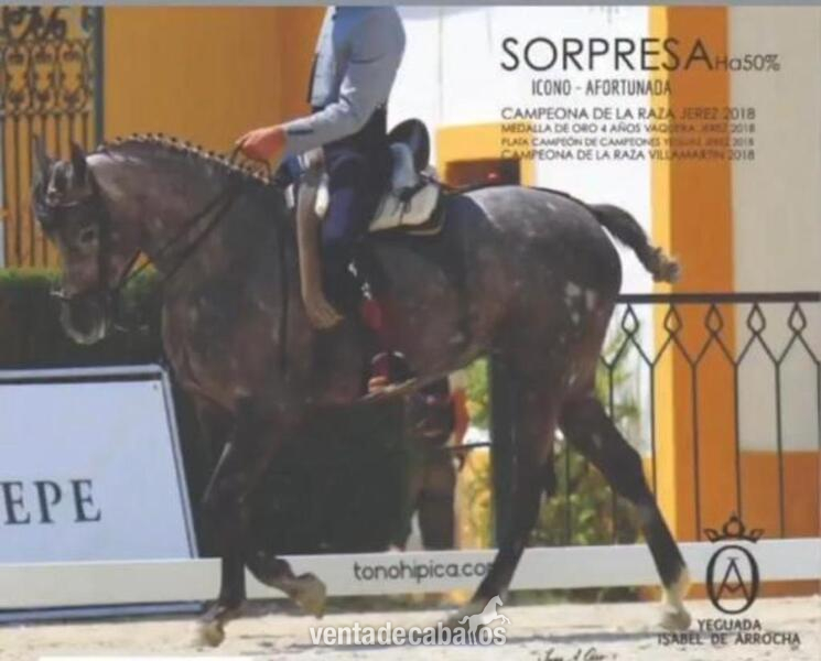Hispano-Arabe {TYPE}
