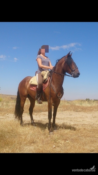 Caballo español 5 años  in 