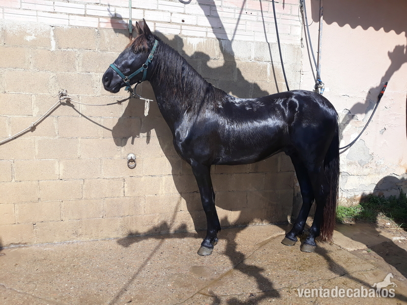 DOS POTROS PRE NEGROS EN VENTA in 