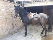 DOS POTROS PRE NEGROS EN VENTA