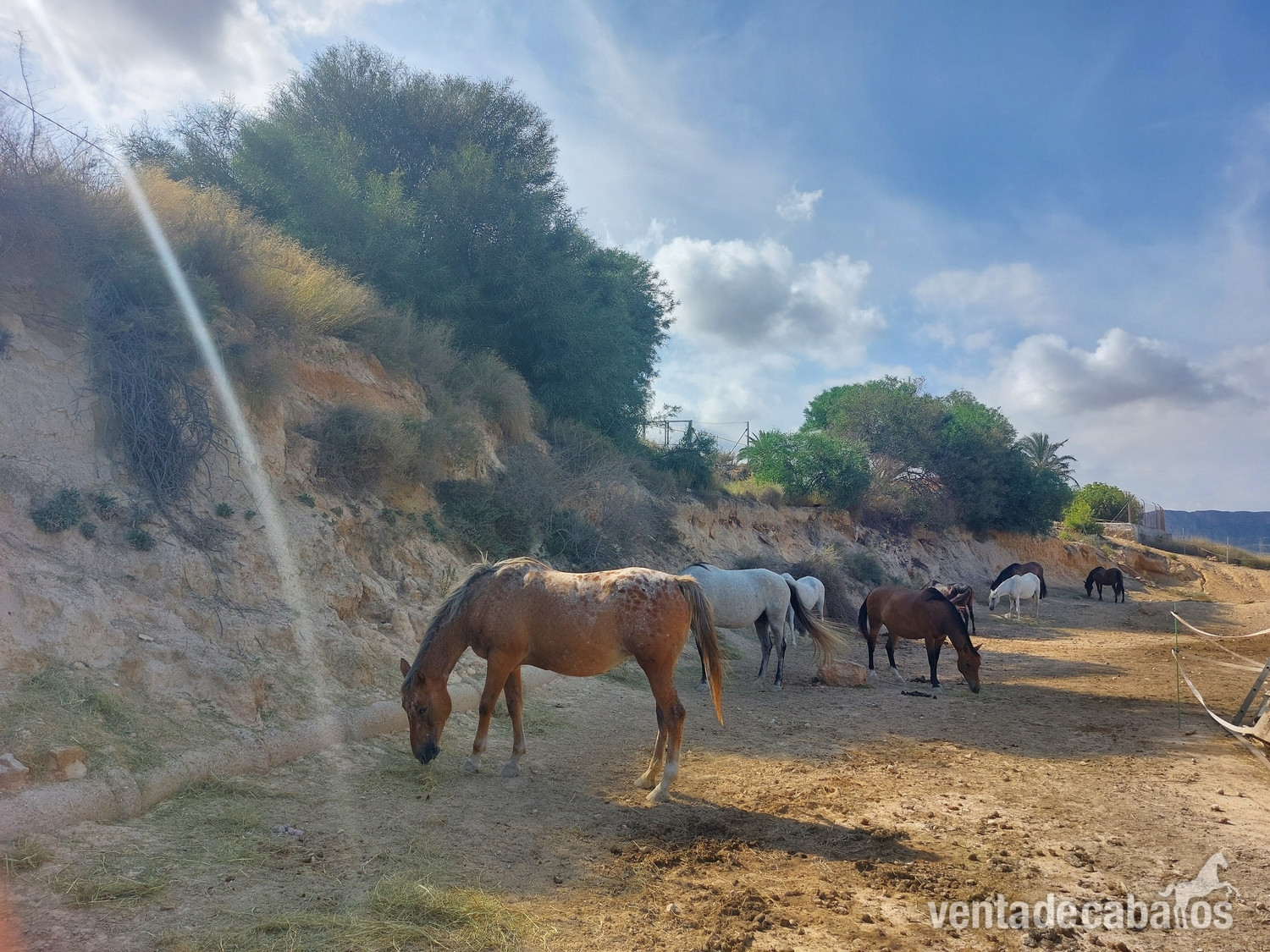 Busco alquiler de hípica cerca de Alicante in Alicante