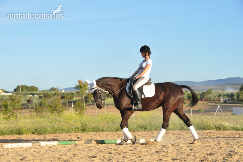 caballo de deporte in 