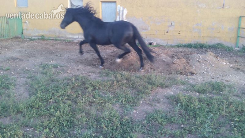 PRE NEGRO EN VENTA in 