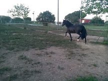 PRE NEGRO EN VENTA