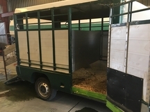 Venta camión transporte caballos