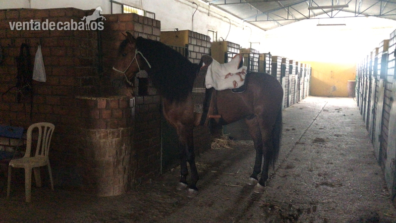 CABALLO PURA RAZA ESPAÑOL in 