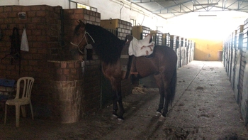 CABALLO PURA RAZA ESPAÑOL