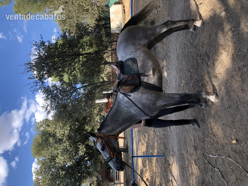 Hispano-Arabe {TYPE}
