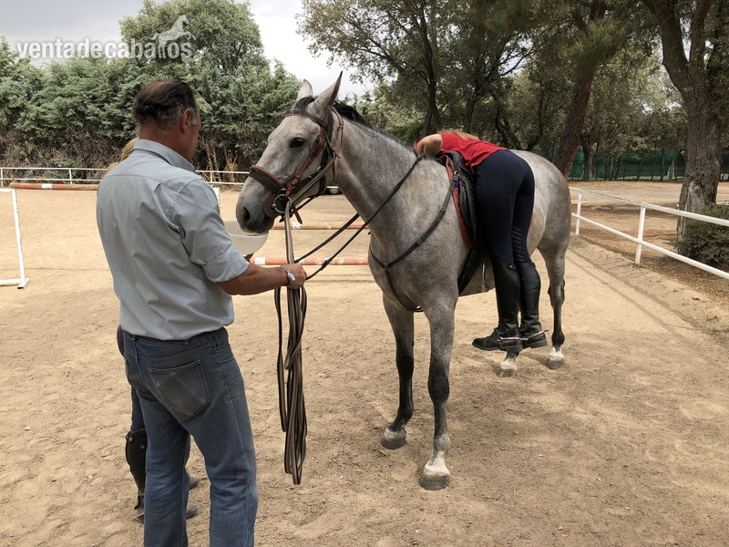 Caballo Hispano Árabe Hispano-Arabe - Yegua 6 años