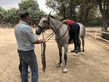 Yegua 6 años