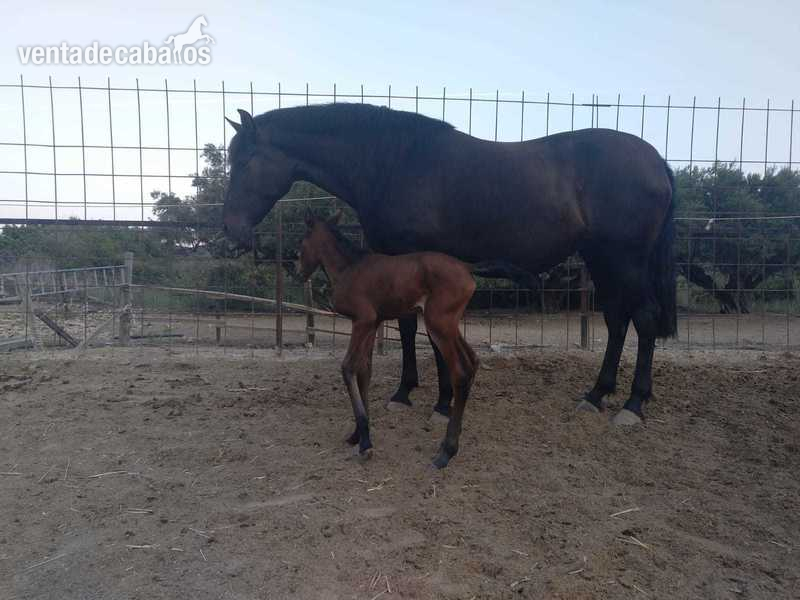 gran yegua pre negra de 7 años in 