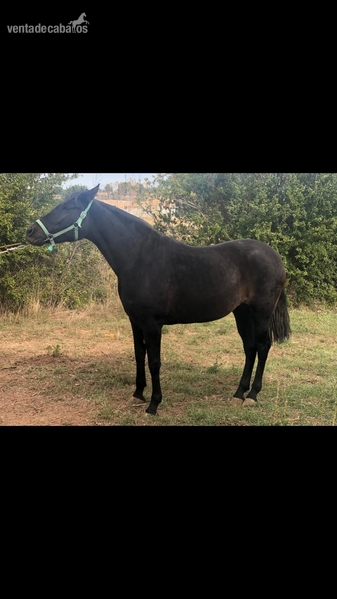 Pura Raza Española {TYPE}