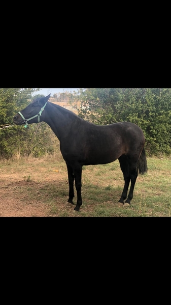 Pura Raza Española {TYPE}