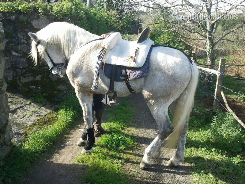 SE VENDE CABALLO TORDO HISPANO-ÁRABE in 