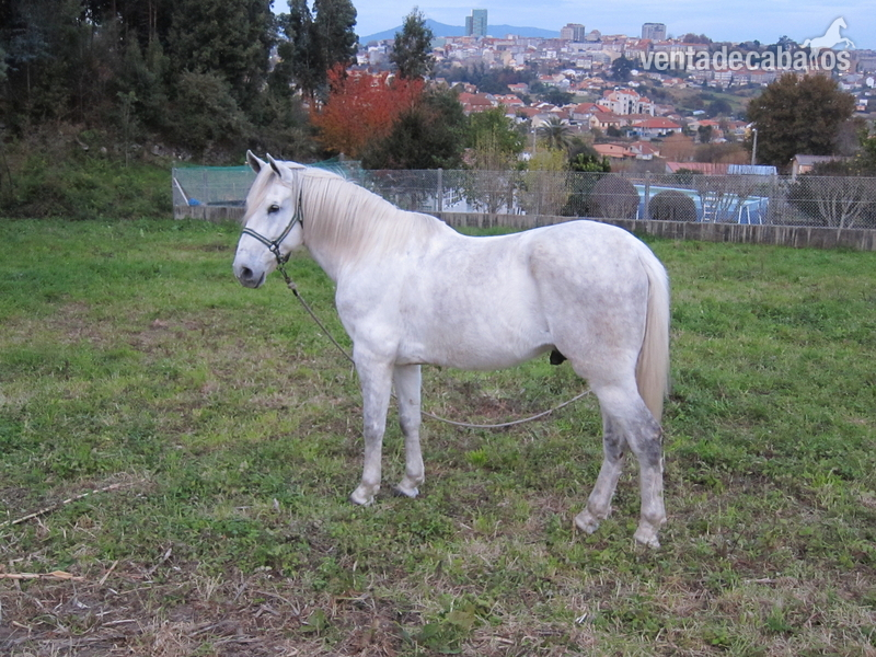Caballo Hispano Árabe Hispano-Arabe - SE VENDE CABALLO TORDO HISPANO-ÁRABE