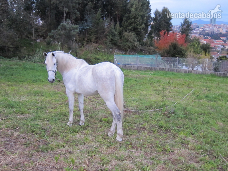 SE VENDE CABALLO TORDO HISPANO-ÁRABE - Caballo Hispano Árabe Hispano-Arabe