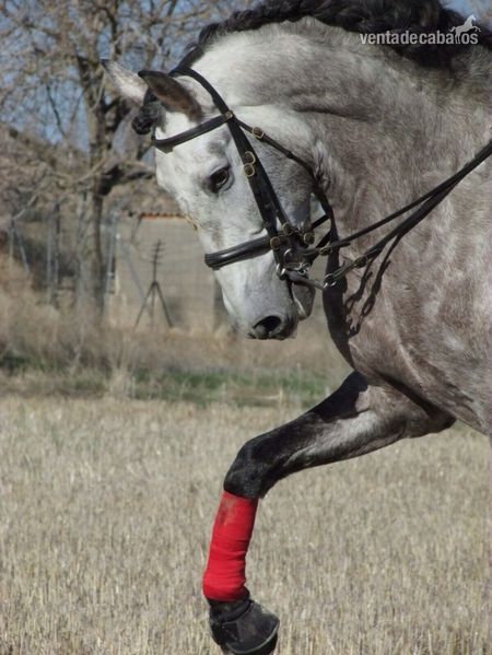 Caballos Pura Raza Española (P.R.E.) Pura Raza Española - 	 Cartujano JJs. Cardenas Bohorquez 5 años domado