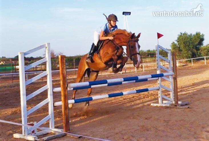 Caballo SF salto in 