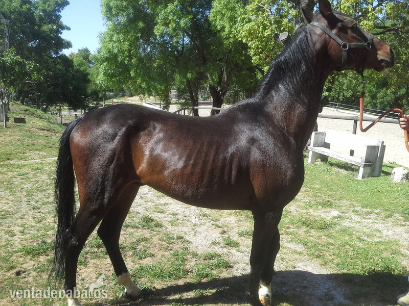 vendo caballos arabes in 