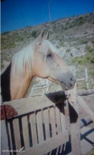 LUSITANO PURO ECONÓMICO in 