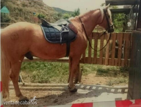 Lusitano