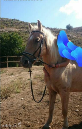 Lusitano {TYPE}