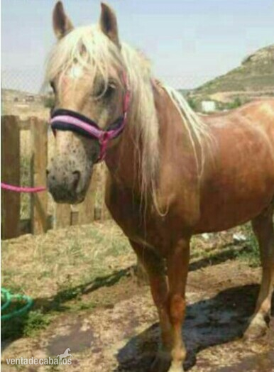 Caballos Capados Lusitano - LUSITANO PURO ECONÓMICO