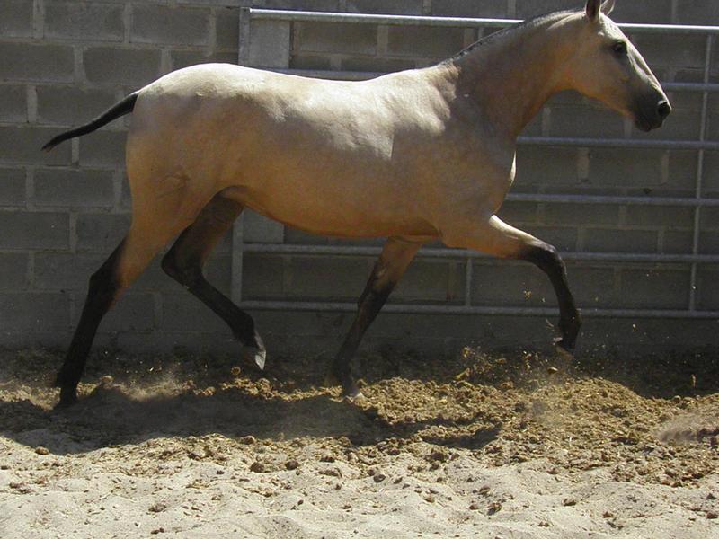 Pura Raza Española {TYPE}