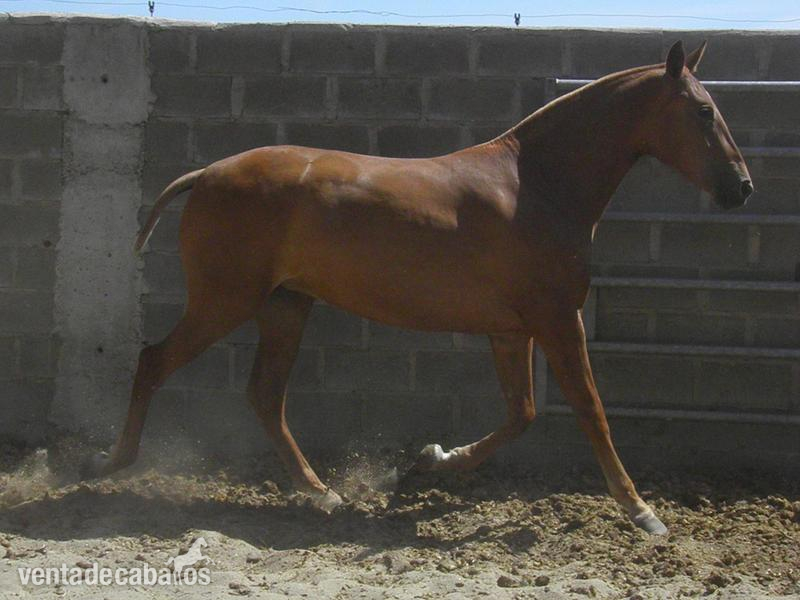 Caballos Pura Raza Española (P.R.E.) Pura Raza Española - POTRAS DE 26 MESES