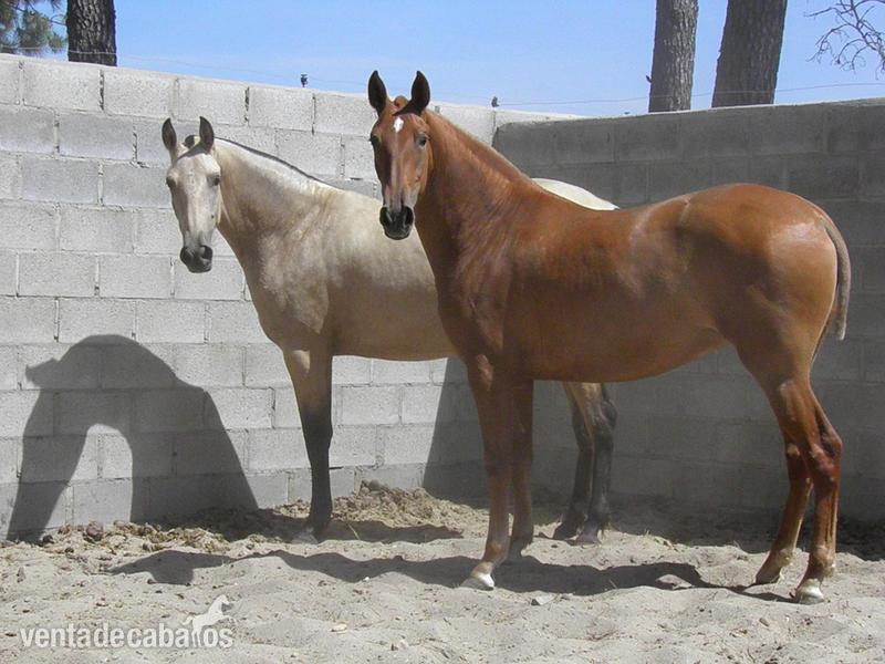 POTRAS DE 26 MESES - Caballos Pura Raza Española (P.R.E.) Pura Raza Española