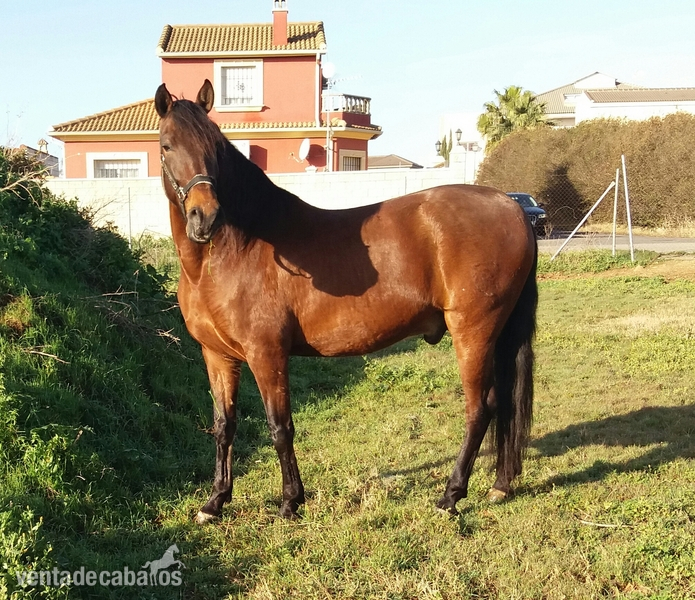 Se vende caballo PRE. in 