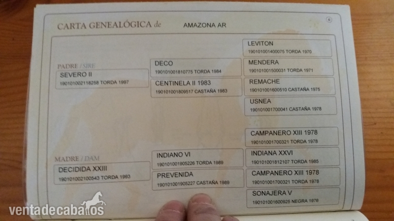 Caballos Pura Raza Española (P.R.E.) Pre. - Se vende caballo PRE.