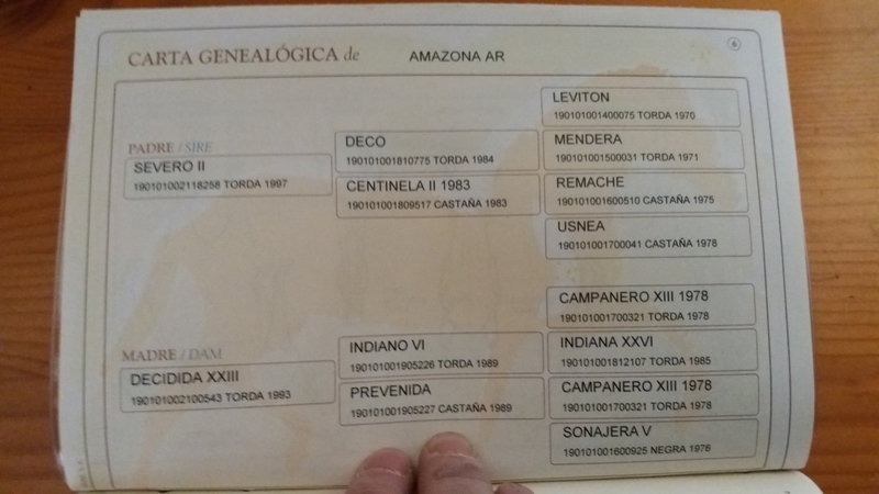 Caballos Pura Raza Española (P.R.E.) Pre. - Se vende caballo PRE.