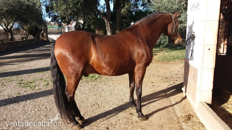 Se vende caballo PRE. - Caballos Pura Raza Española (P.R.E.) Pre.