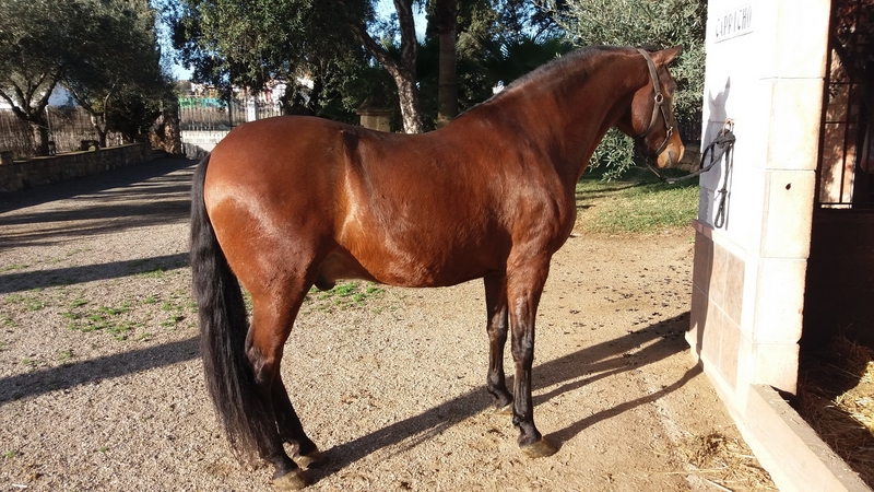 Se vende caballo PRE. - Caballos Pura Raza Española (P.R.E.) Pre.