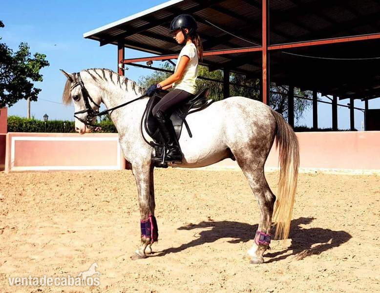 Pony D (HADDY) in 