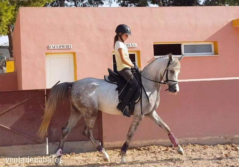 Cruzado {TYPE}