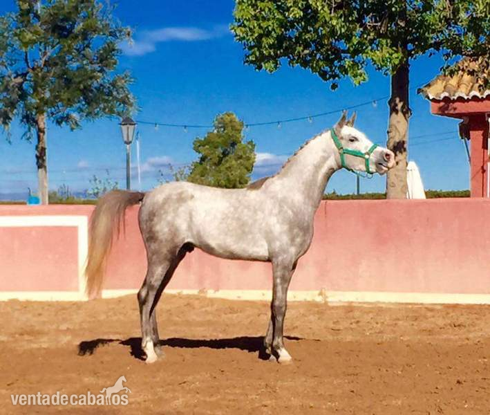 Ponis Pony Club Cruzado - Pony D (HADDY)
