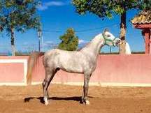 Pony D (HADDY)