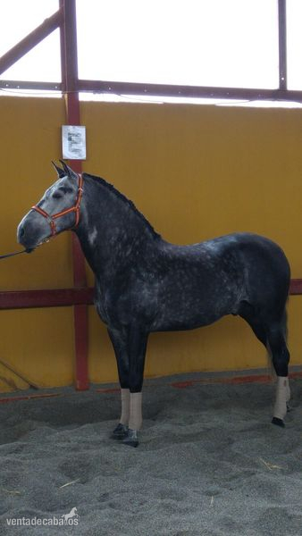 CABALLO PRE DE 7 AÑOS. in 