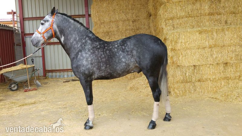 Caballos Pura Raza Española (P.R.E.) Pura Raza Española - CABALLO PRE DE 7 AÑOS.